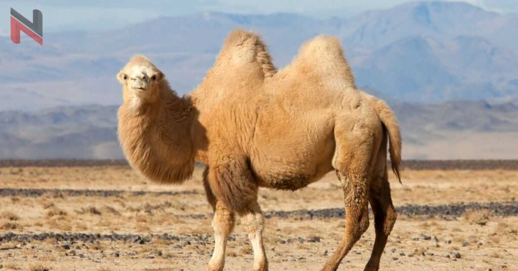 Cute Camel Names