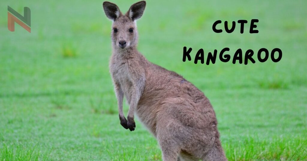 Cute Kangaroo Names