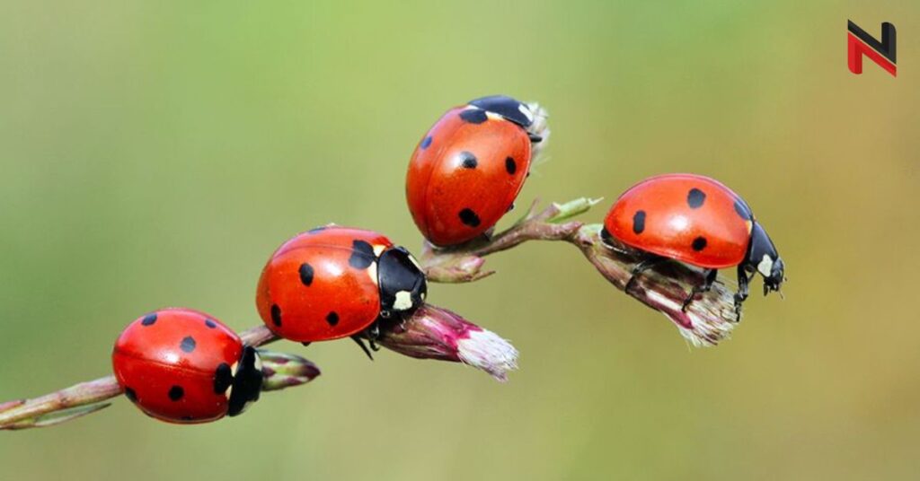 Cute Ladybug Names with Meaning