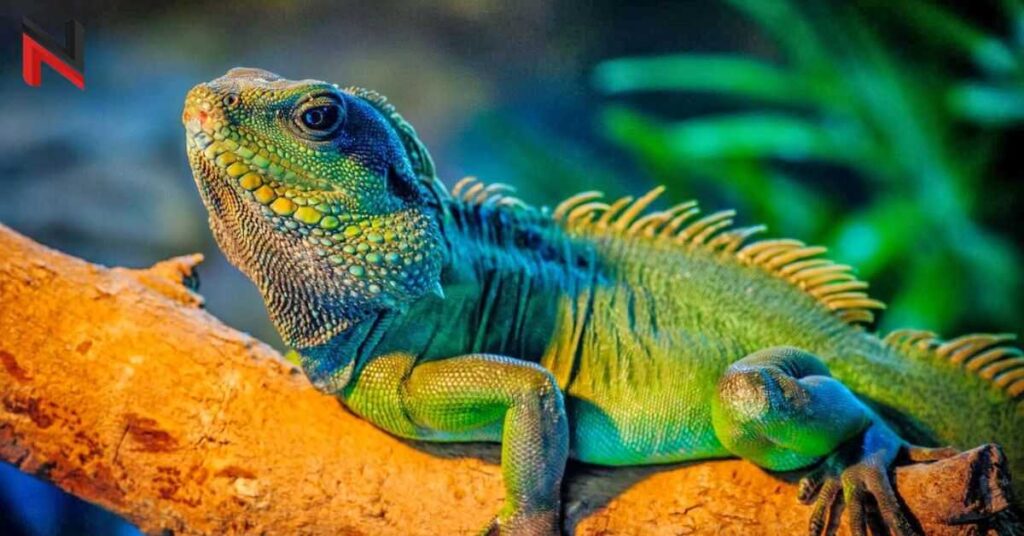 Cute Names for Iguana