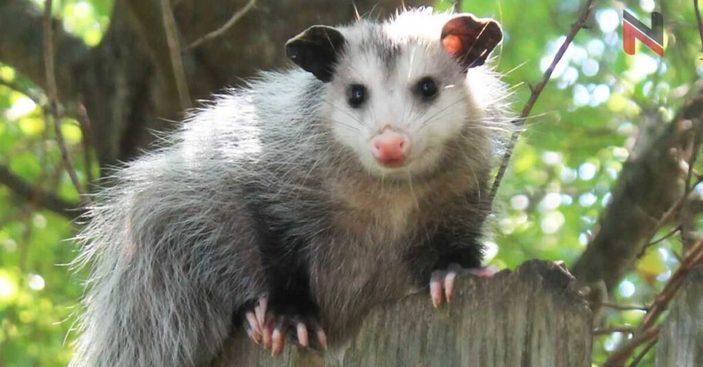 Cute Names for Opossum