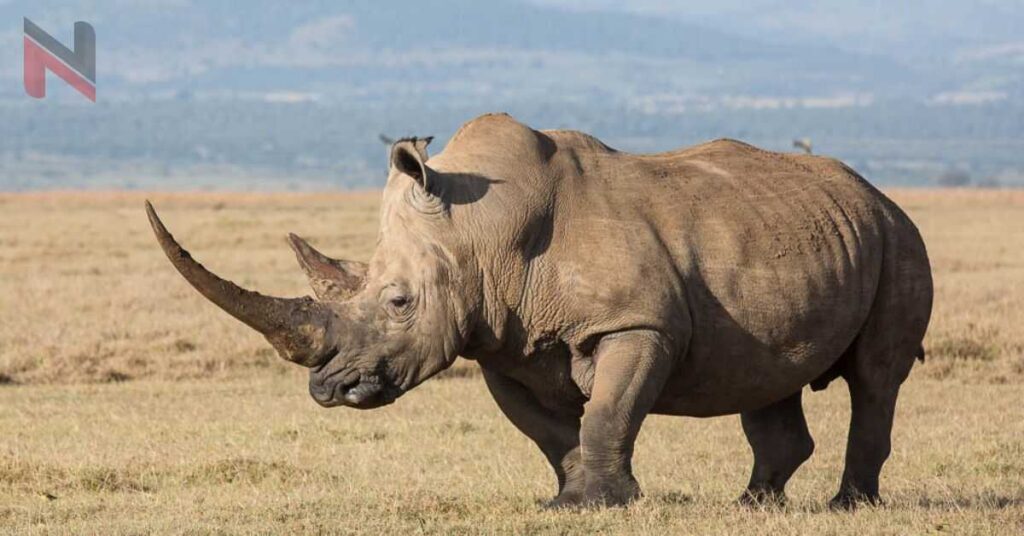 Cute Names for Rhinos