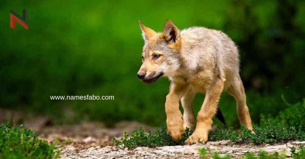 Cute Names for Wolf