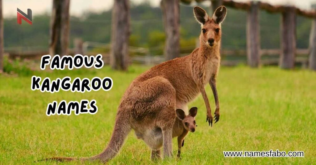 Famous Kangaroo Names