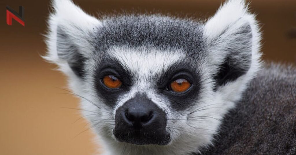 Famous Lemur Names with Origin