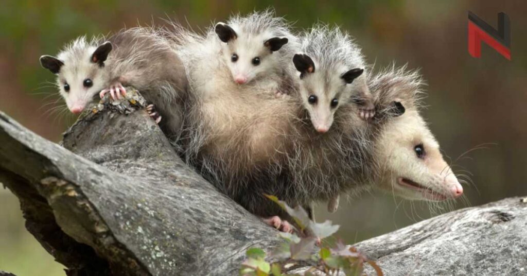 Famous Opossum Names