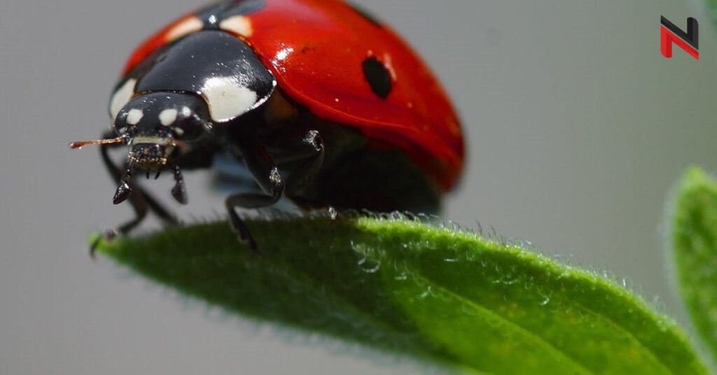 Female Ladybug Names