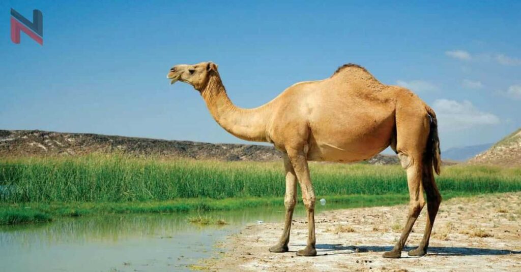 Funny Camel Names