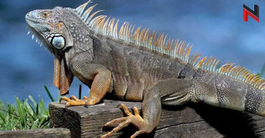 Funny Iguana Names