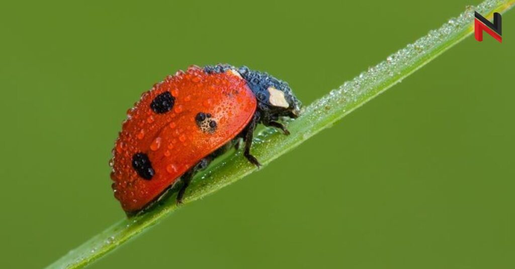 Funny Ladybug Names