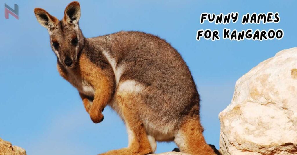 Funny Names for Kangaroos