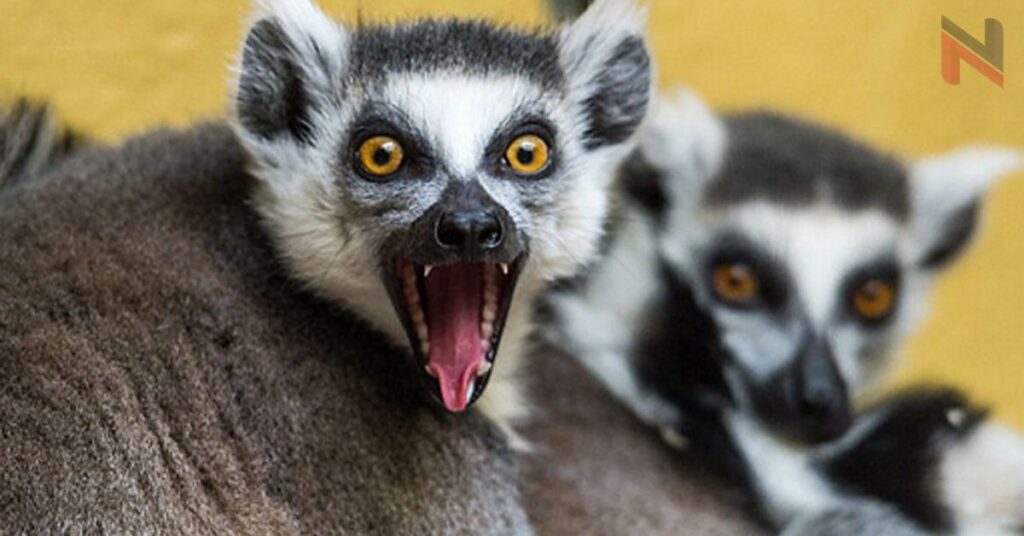 Funny Names for Lemur