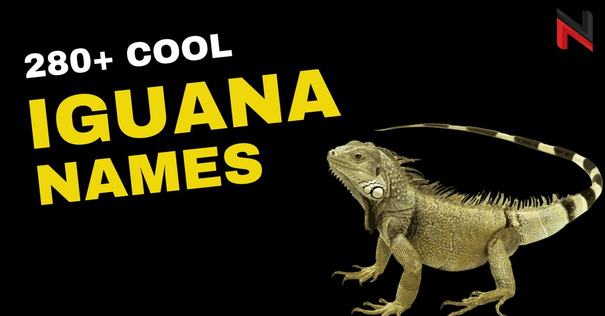 Iguana Names Generator 280+ Ideas & Meanings