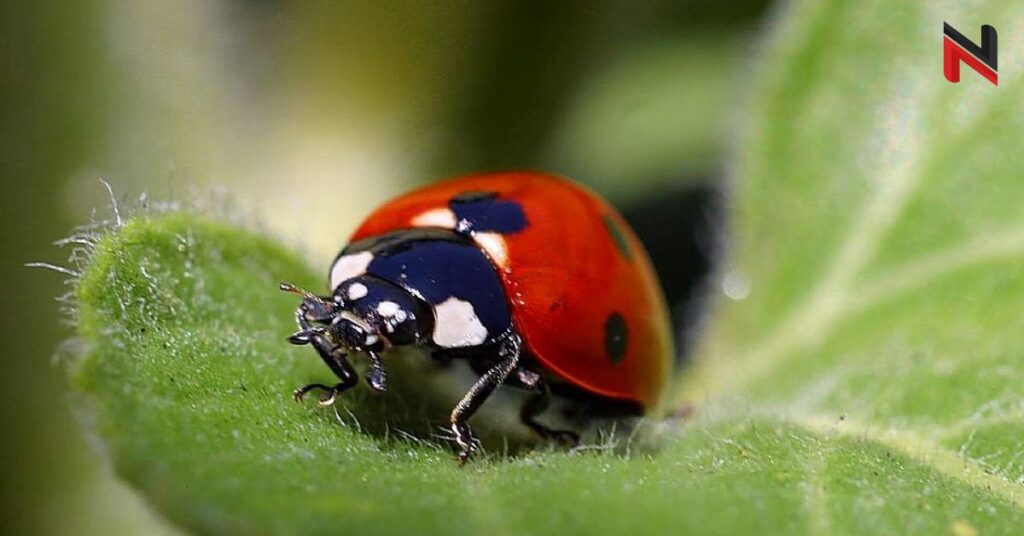 Ladybug Male Names