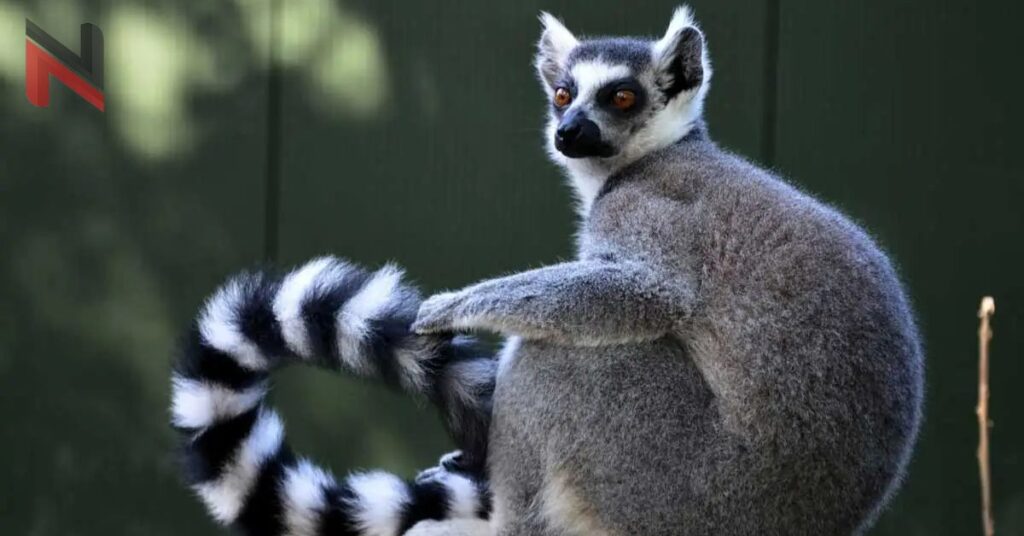 Male Lemur Names