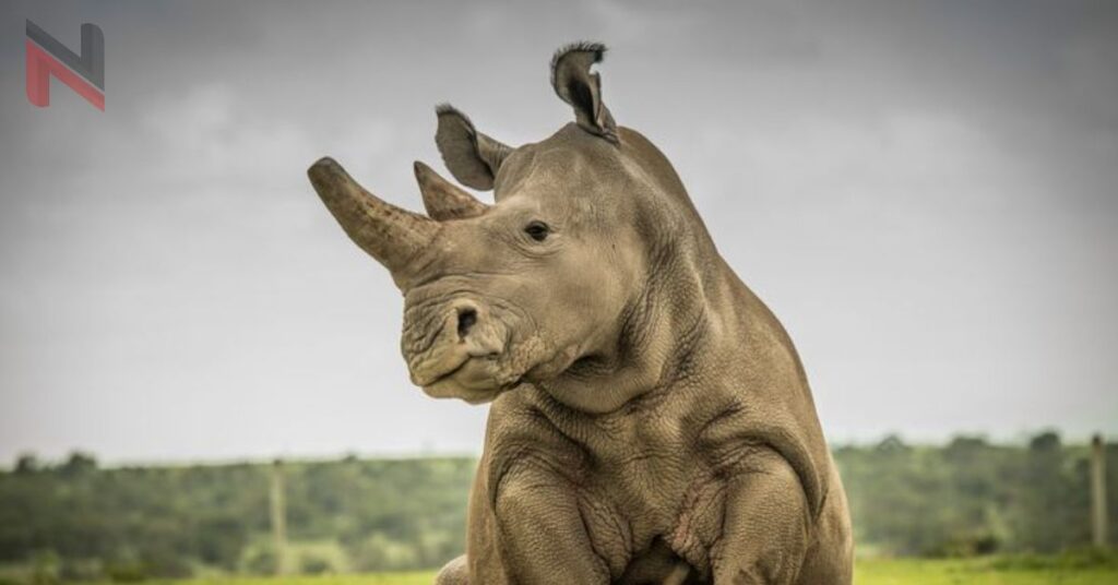 Rhino Male Names