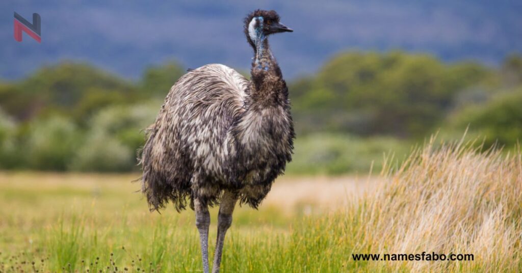 Top Emu Names with Meaning