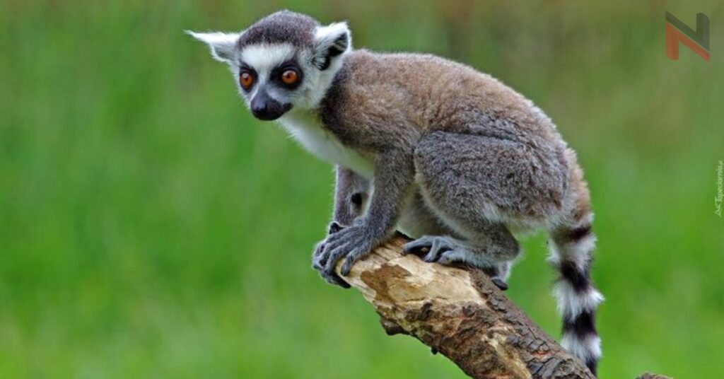 Top Lemur Names with Meaning