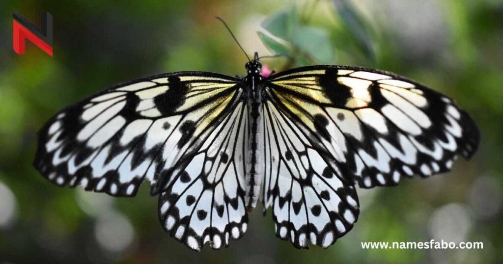 Unique Butterfly Names