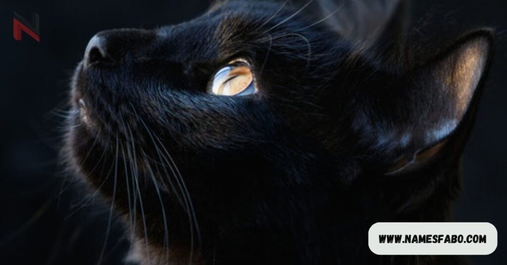 Arabic Black Cat Names