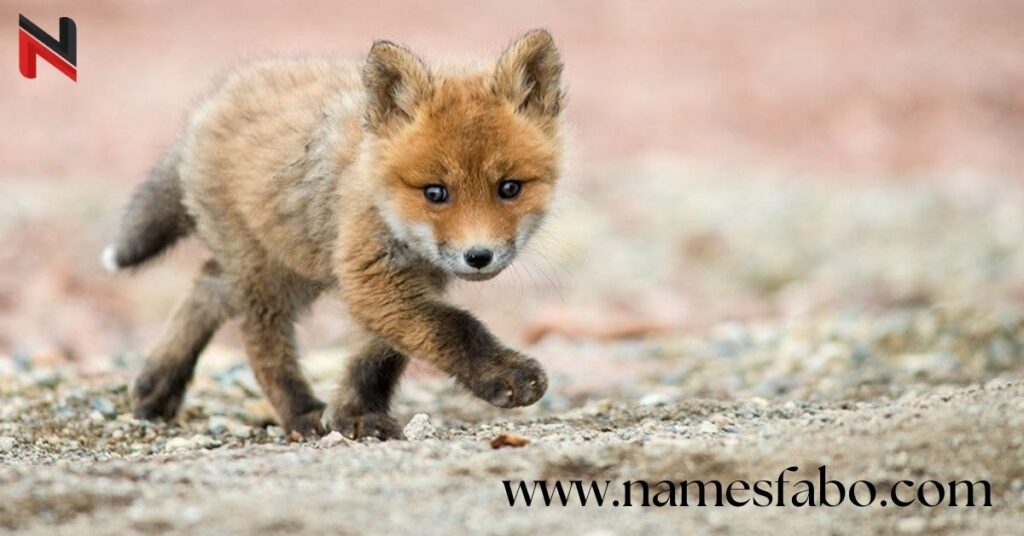 Baby Fox Names