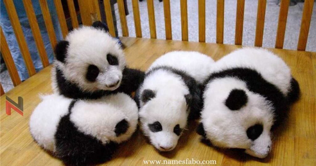 Baby Panda Names