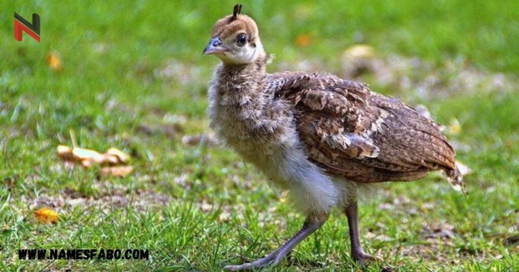 Baby Peacock Names