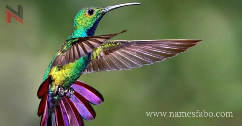 Badass Names for Hummingbirds