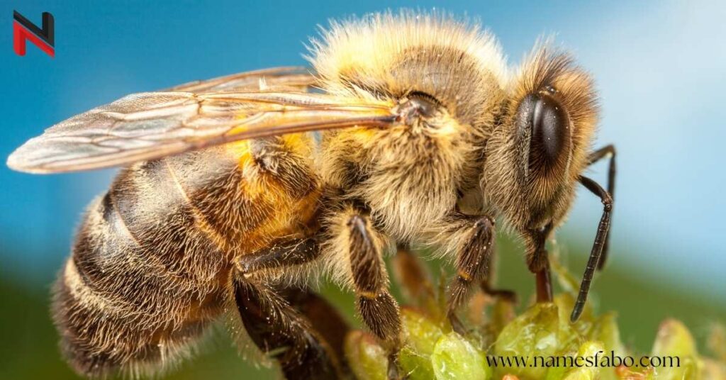 Best Bee Names