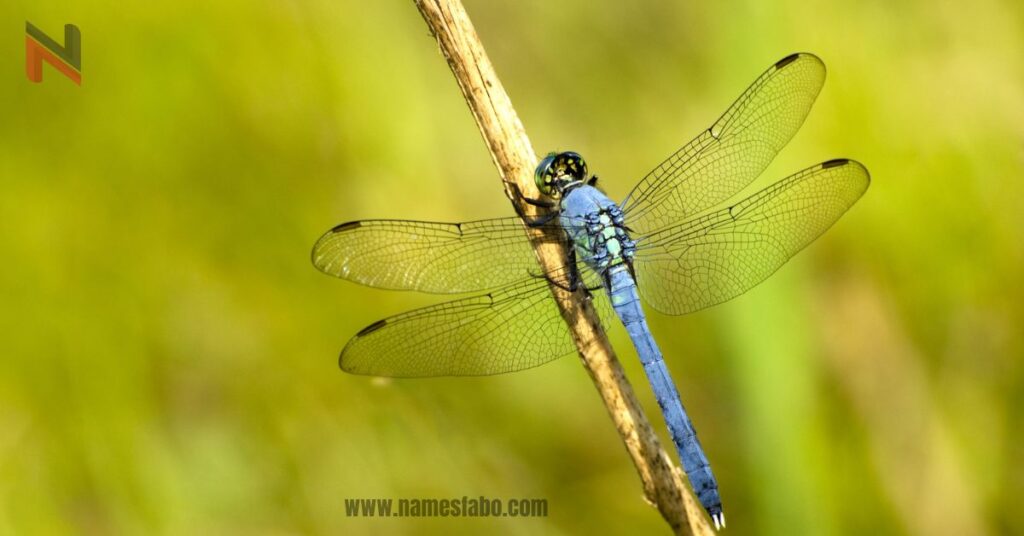 Best Dragonfly Names 