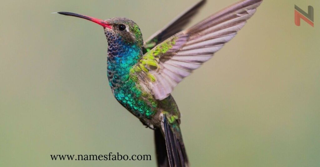 Cool Names for Hummingbirds