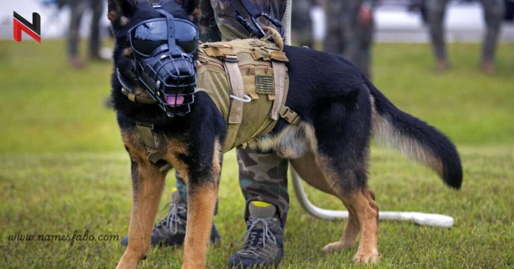 Best Military Dog Names