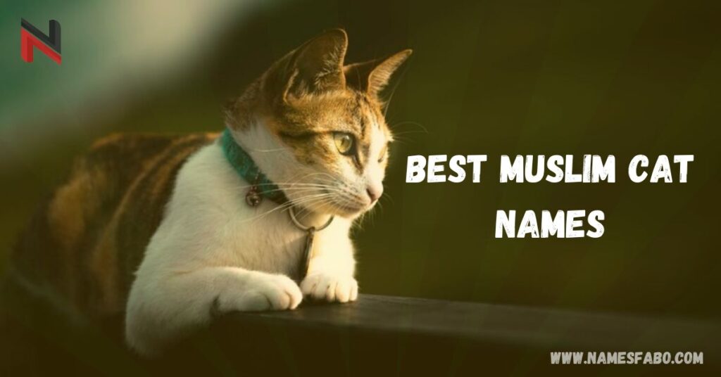 Best Muslim Cat Names