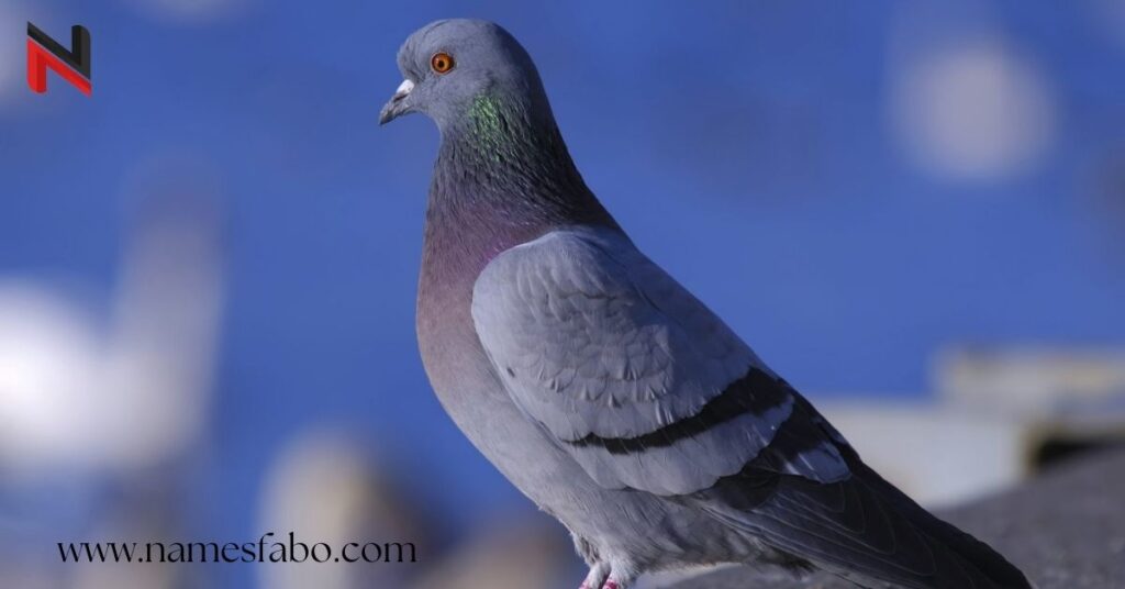 best-pigeon-names