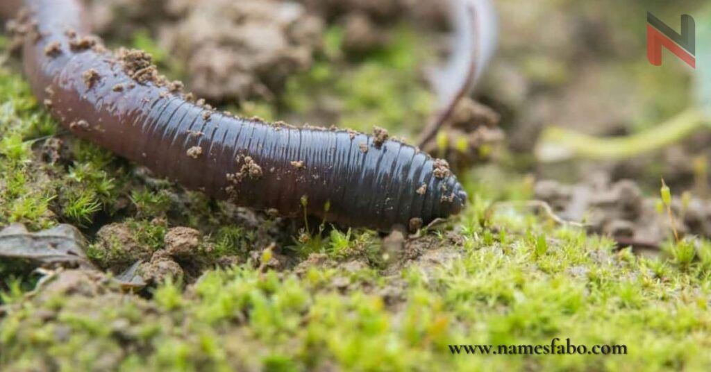 Best Worm Names