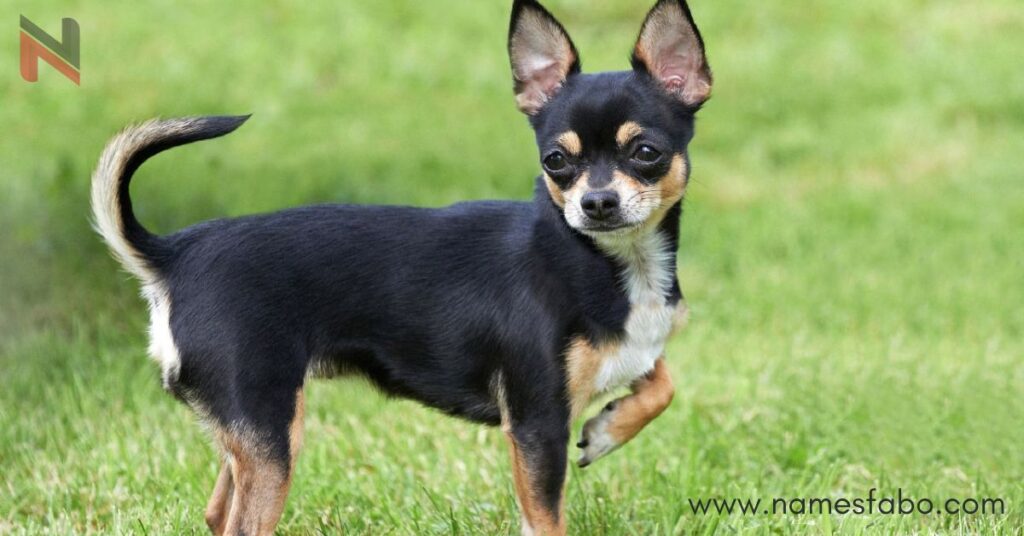 Chihuahua Names (With Meanings)