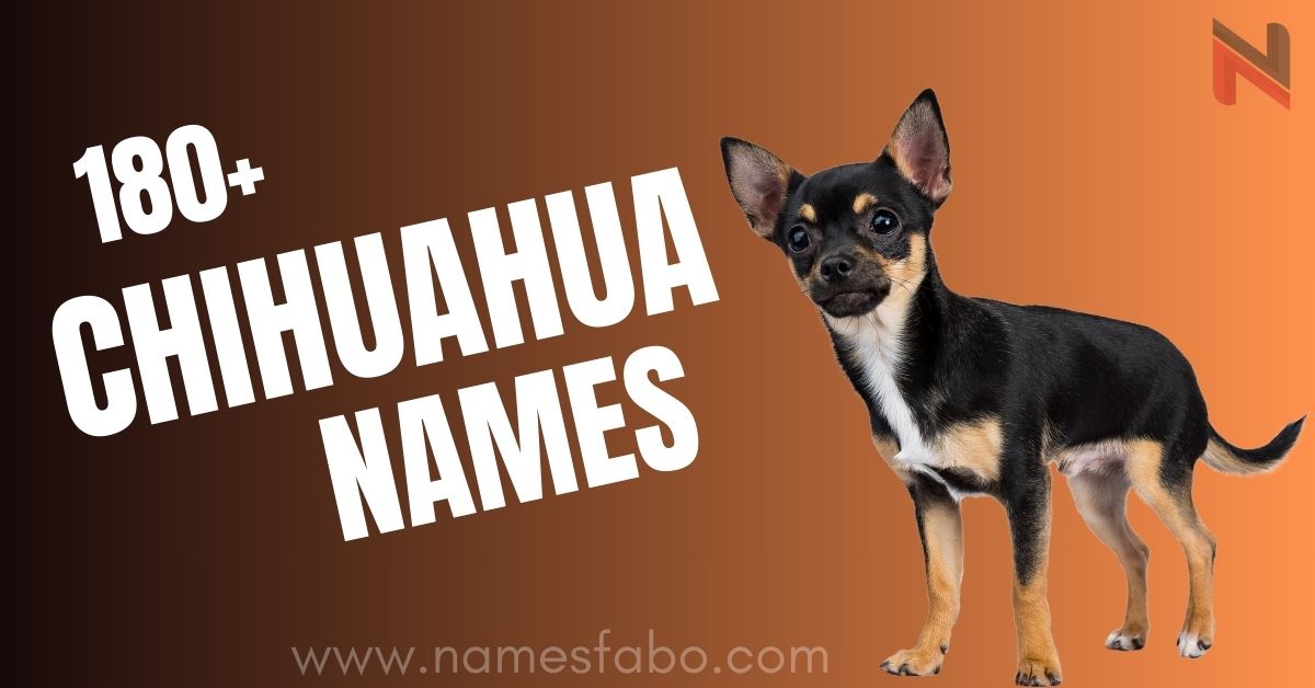 Chihuahua Names