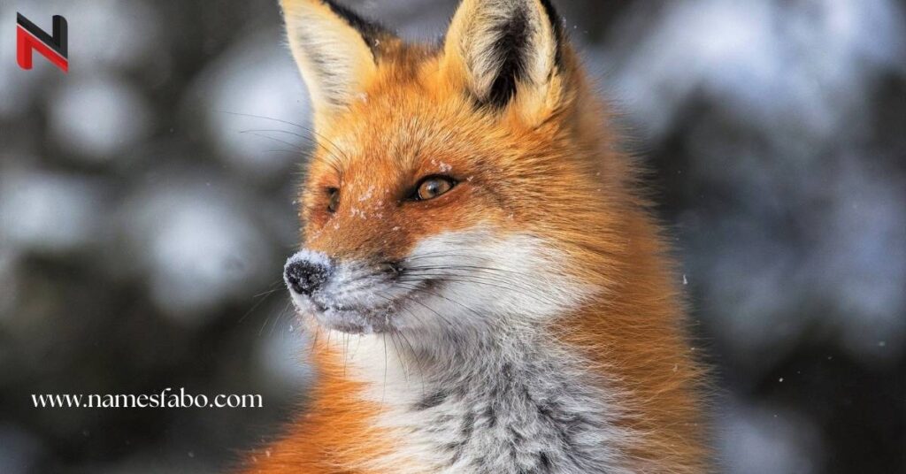 Cool Fox Names