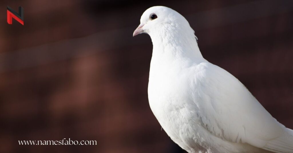 Cool Pigeon Names