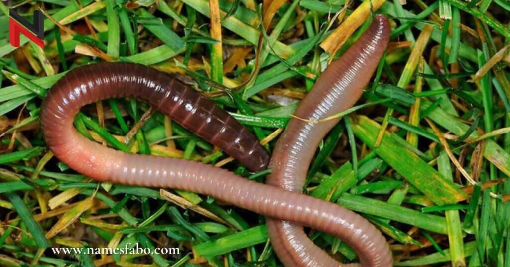 Cool Worm Names