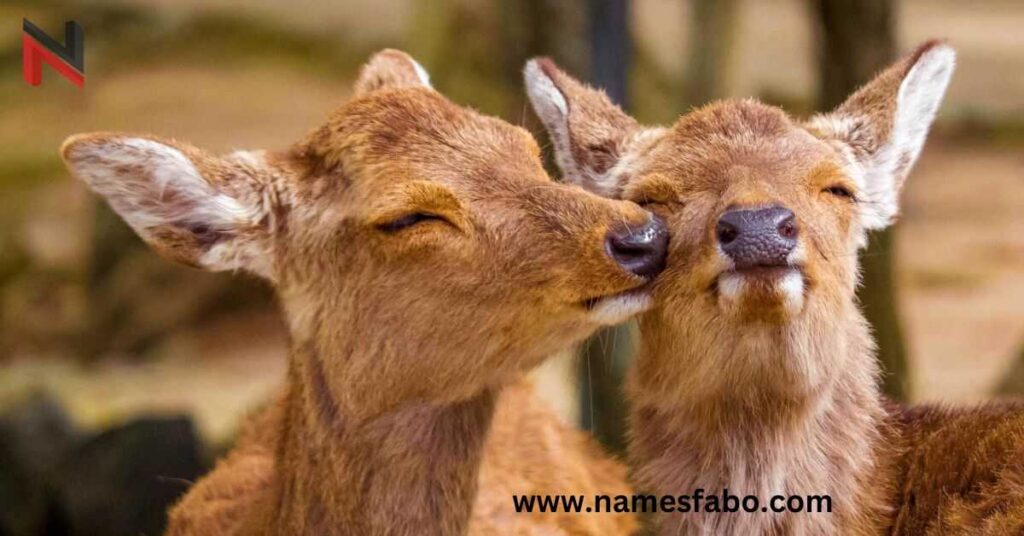 Cute Deer Names