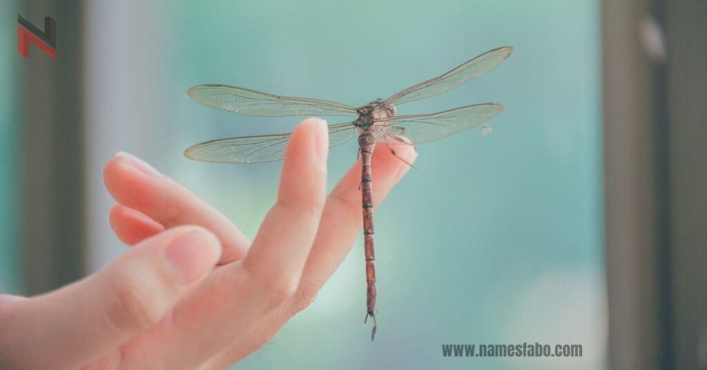 Cute Dragonfly Names