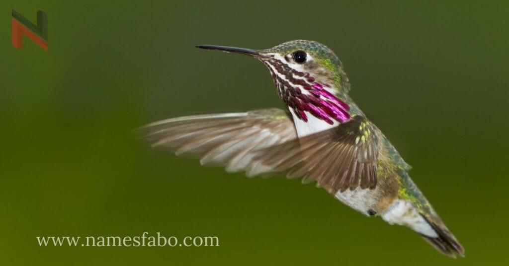 Cute Hummingbird Names with Meaning