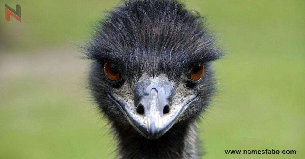 Cute Names for Emus