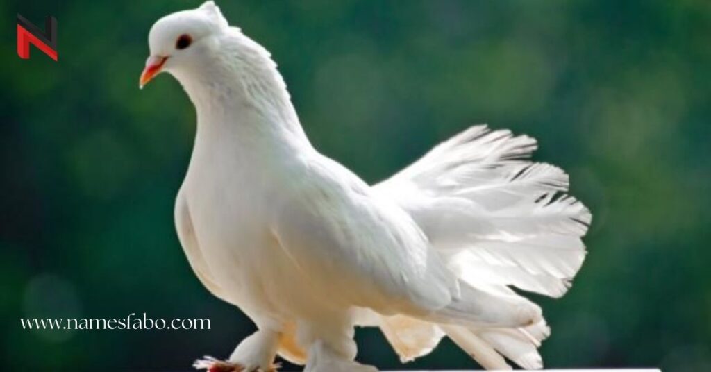 Cute Pigeon Names