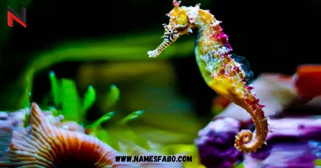 Cute Seahorse Names