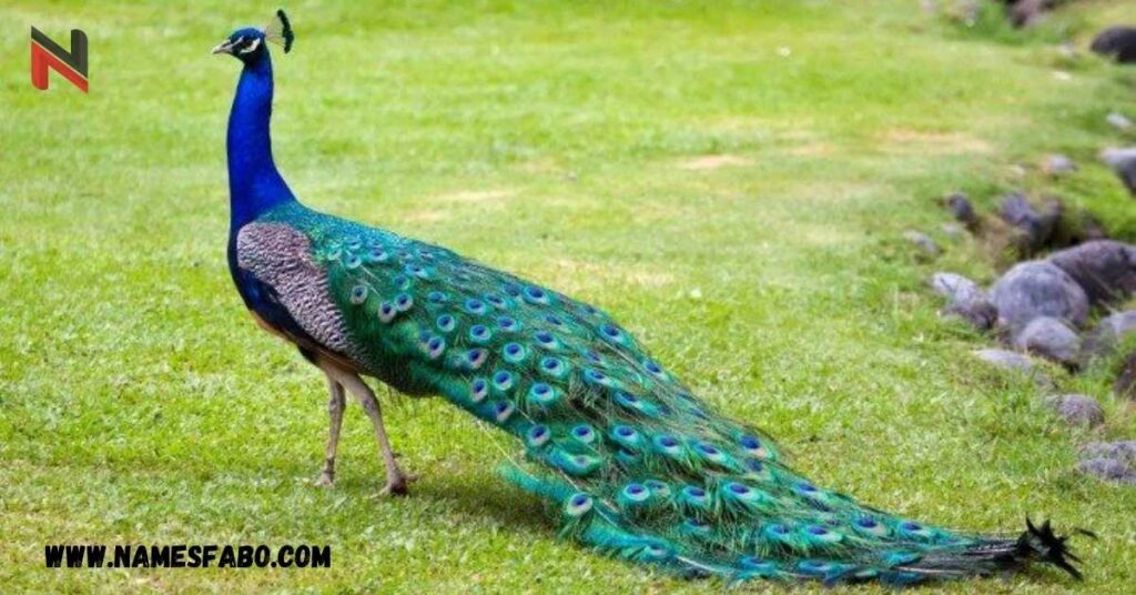 Famous Peacock Name