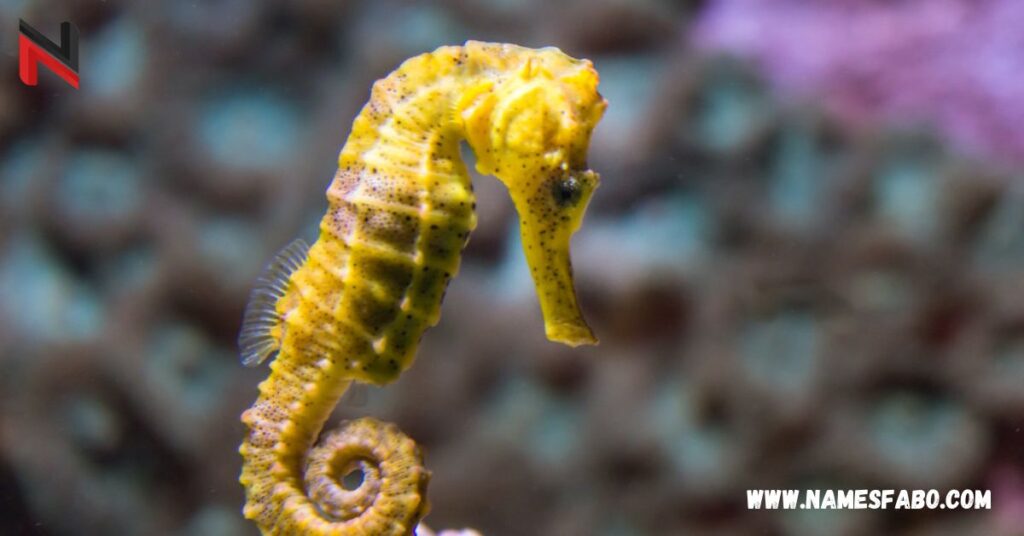 Famous Seahorse Names