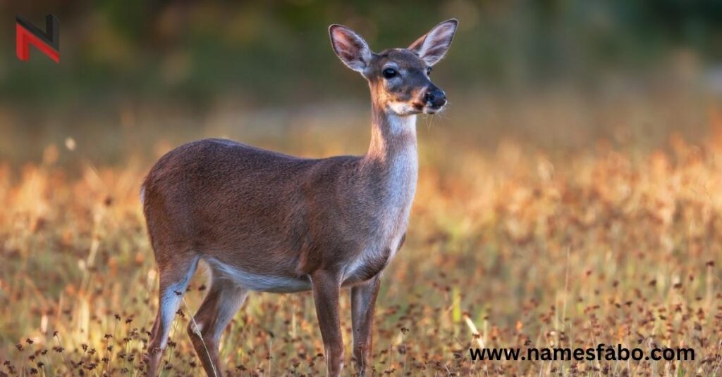 Female Deer Names