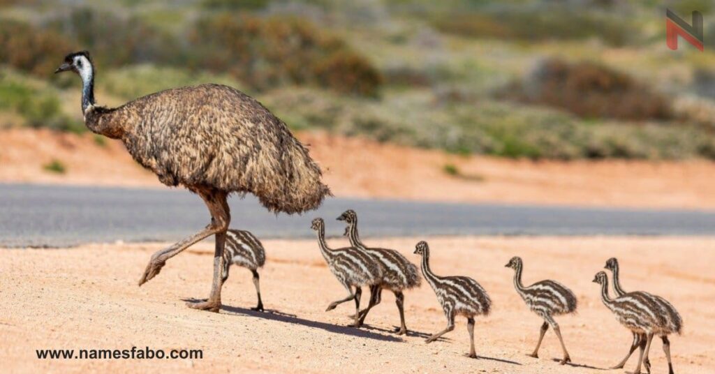 Female Emu Names